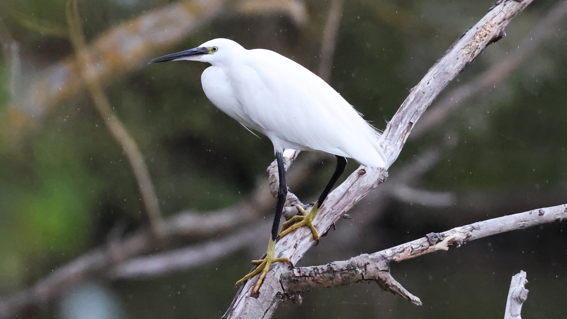 Little Egret
Egretta garzetta