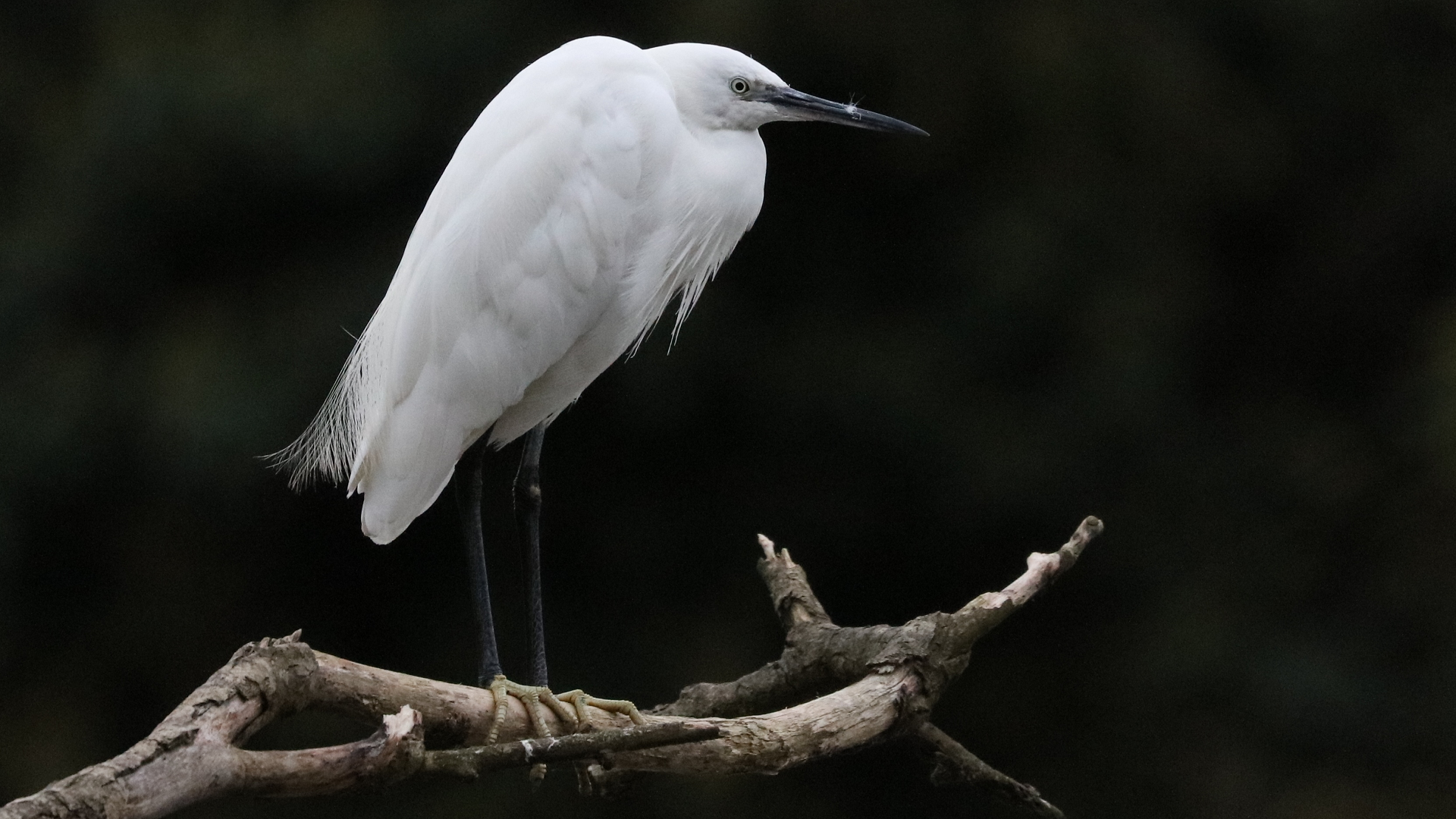 Little Egret