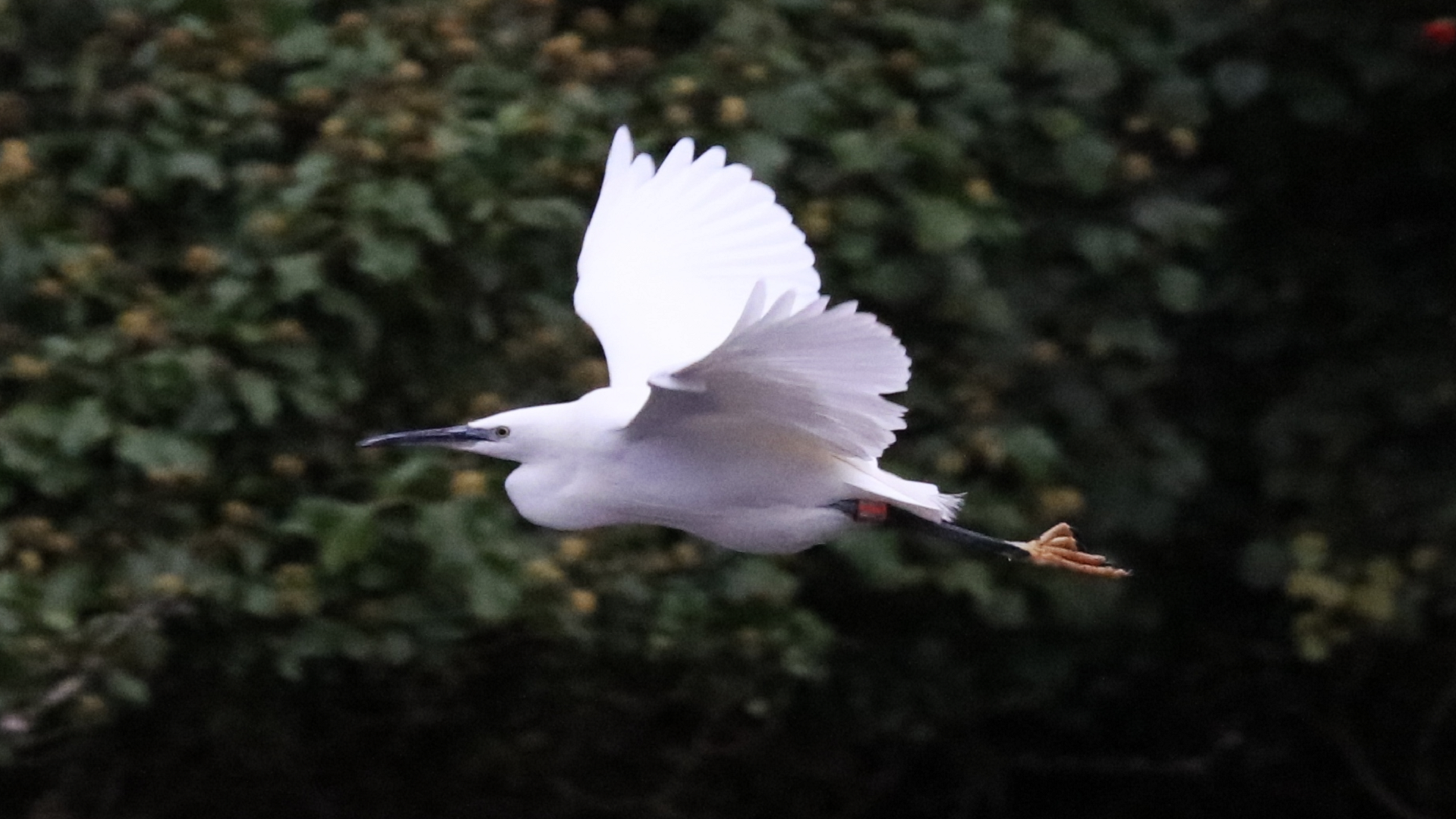 Little Egret