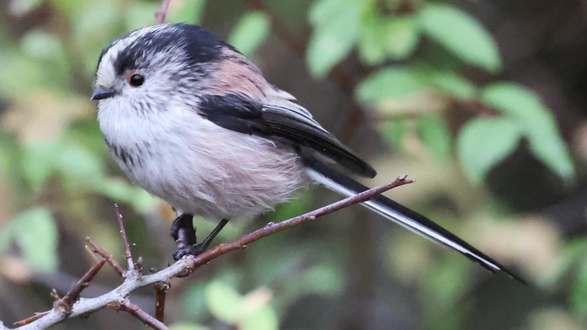 Long-tailed Tit
Aegithalos caudatus