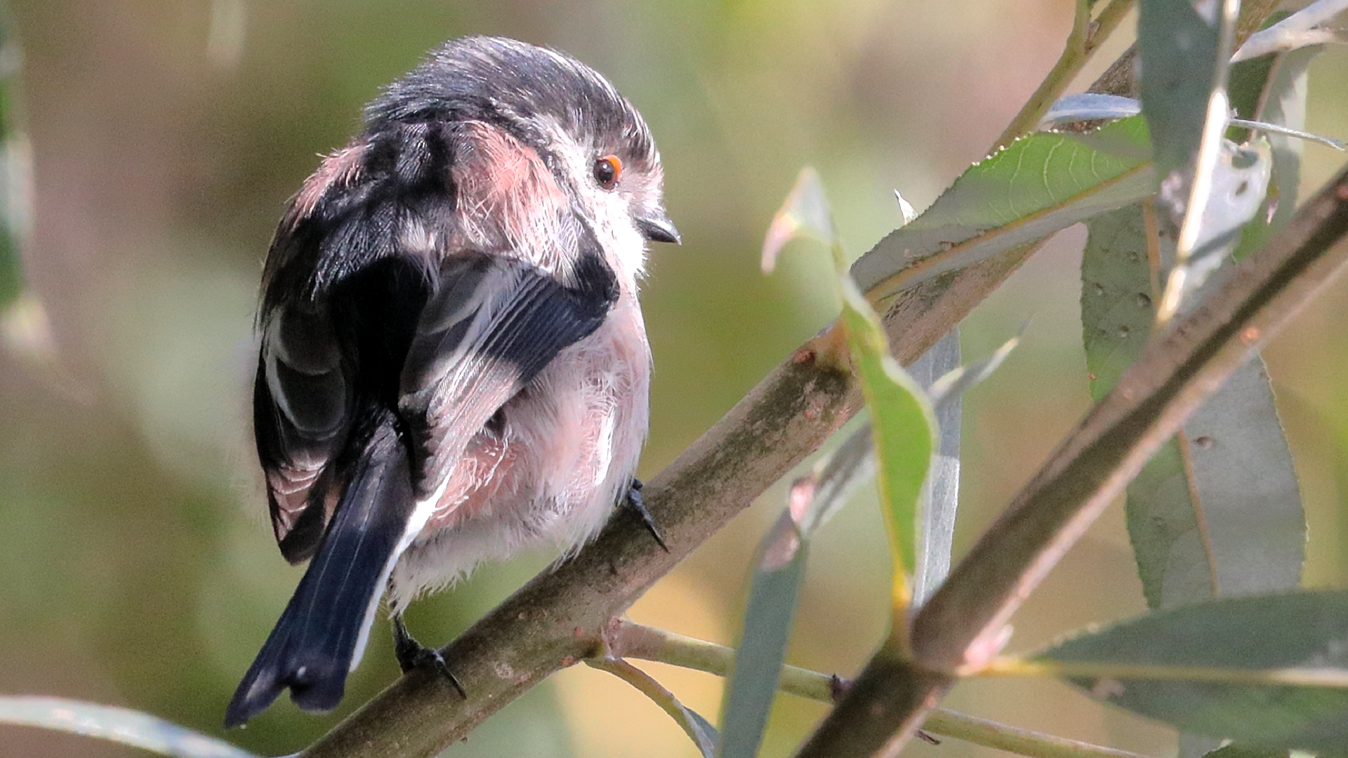 Long-tailed Tit
Aegithalos caudatus