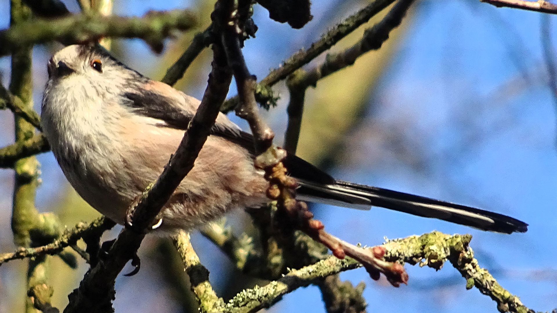 Long-tailed Tit