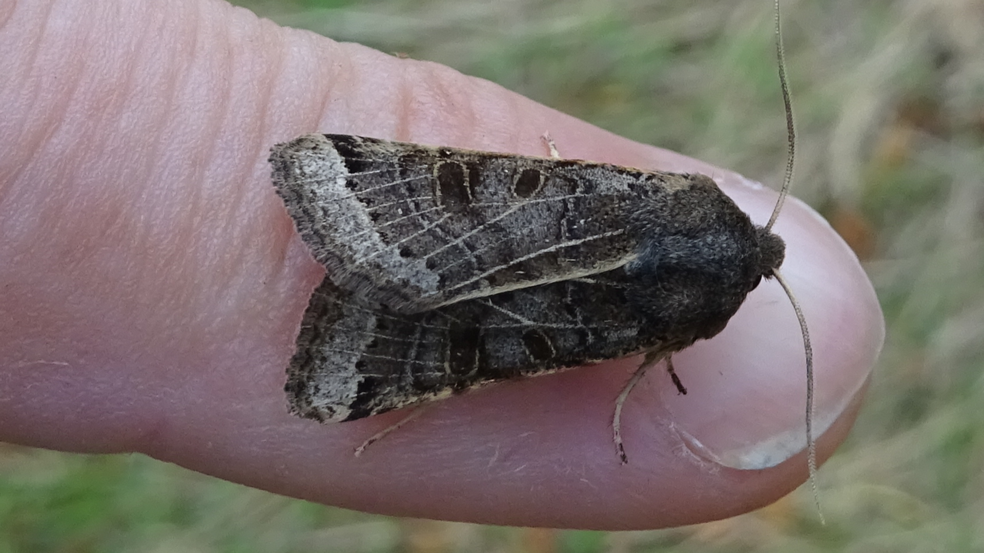 Lunar Underwing
Omphaloscelis lunosa