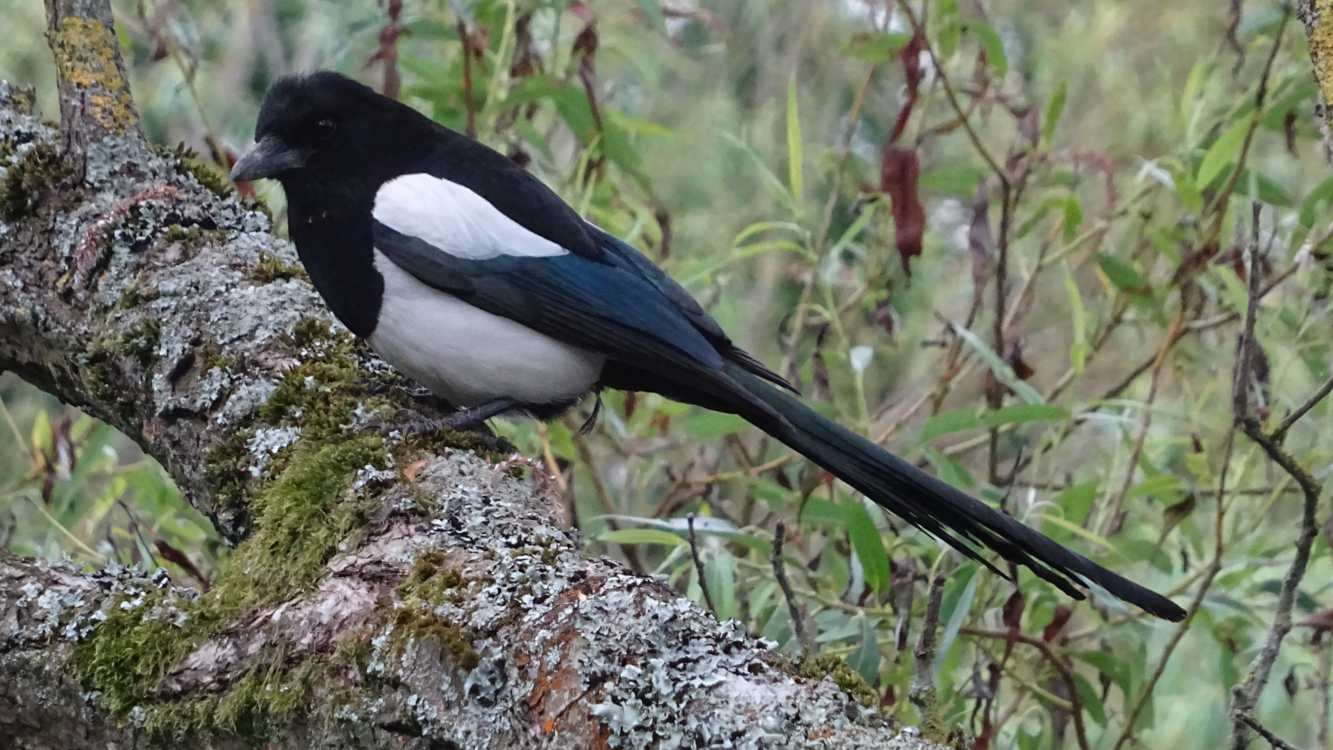 magpie