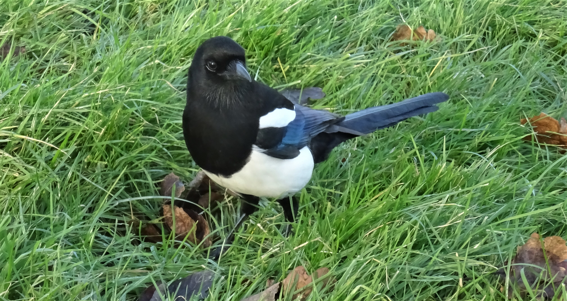 Magpie
Pica pica