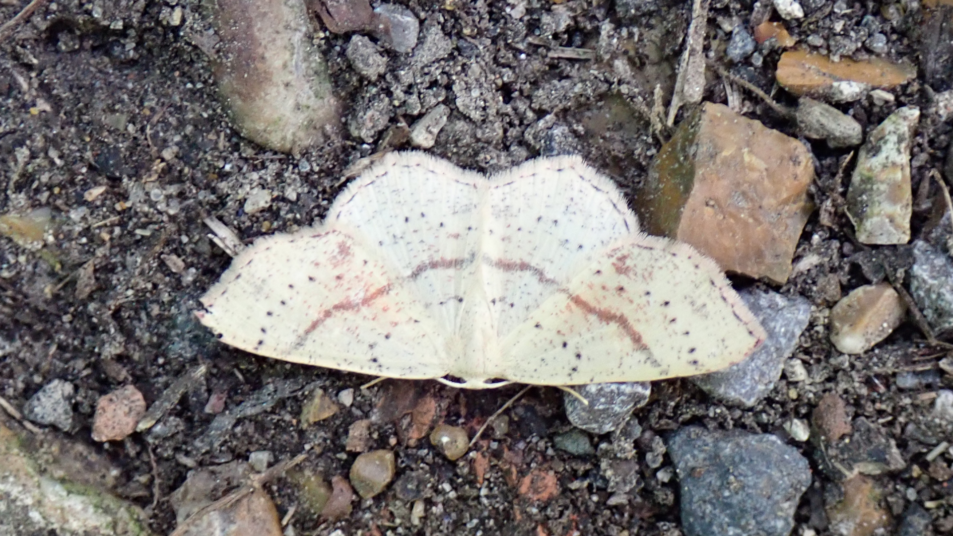Maiden's Blush
Cyclophora punctaria