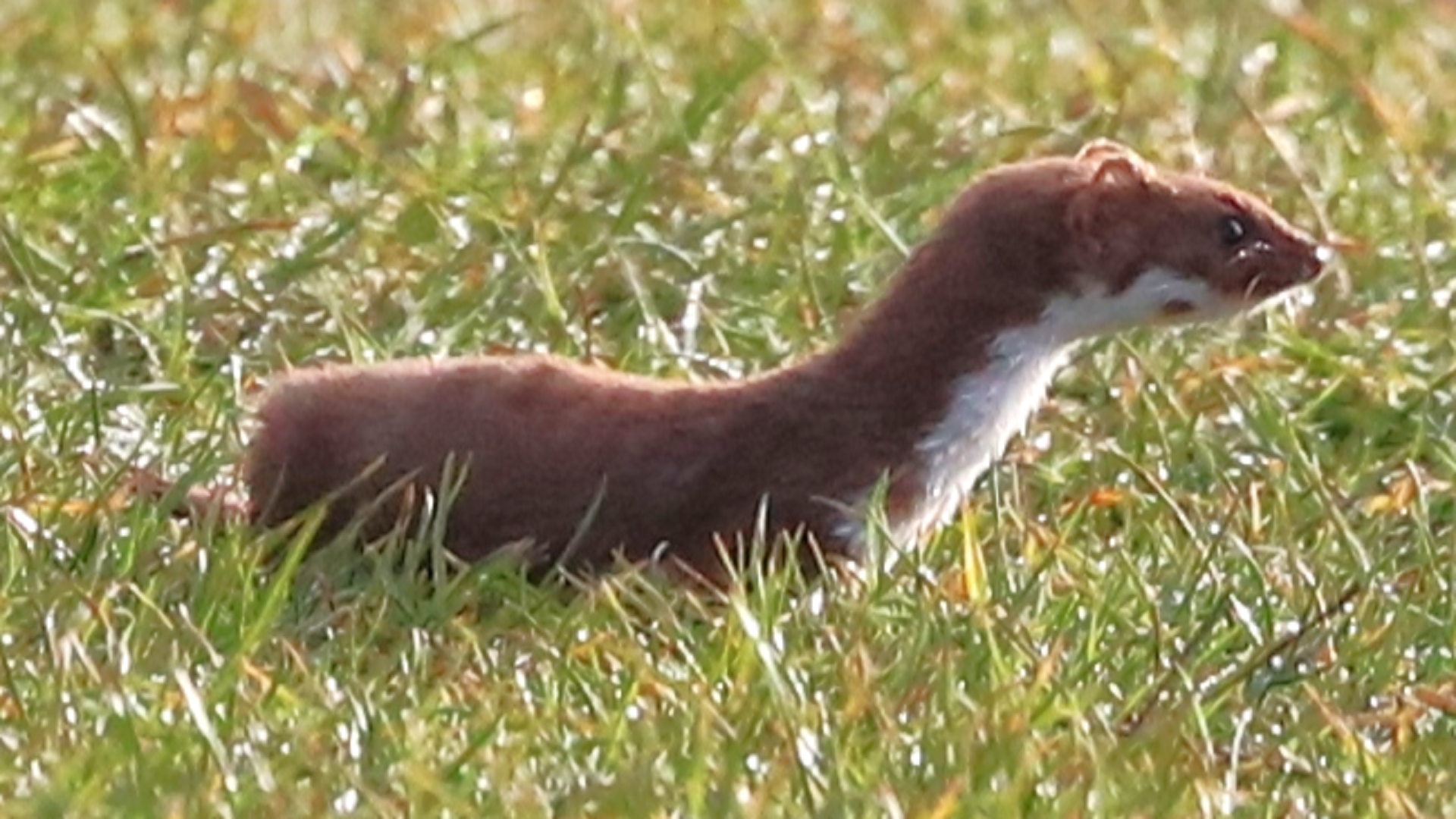 Weasel