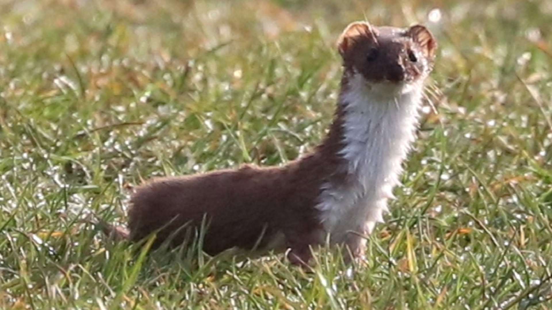 Weasel