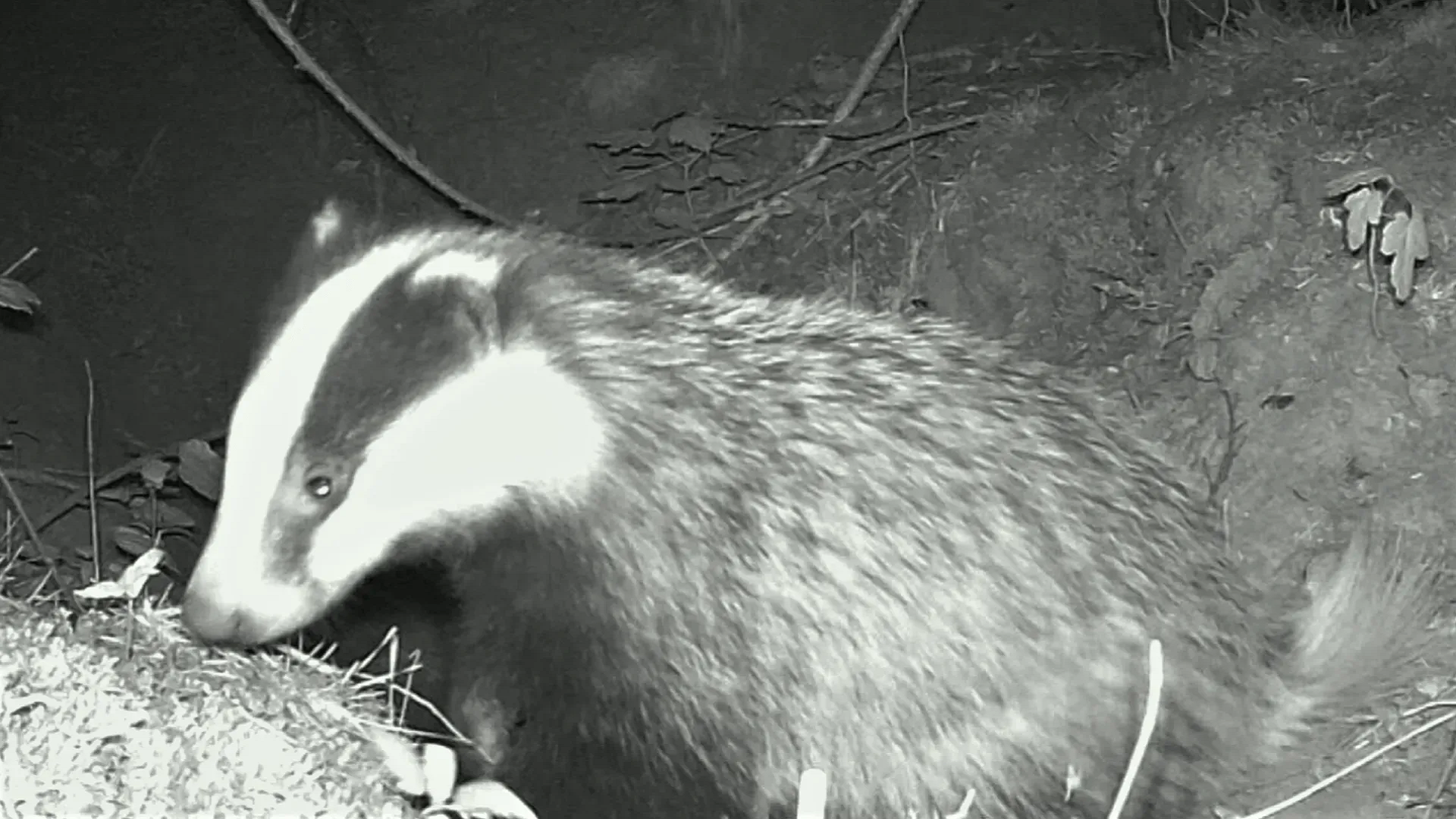 Badger