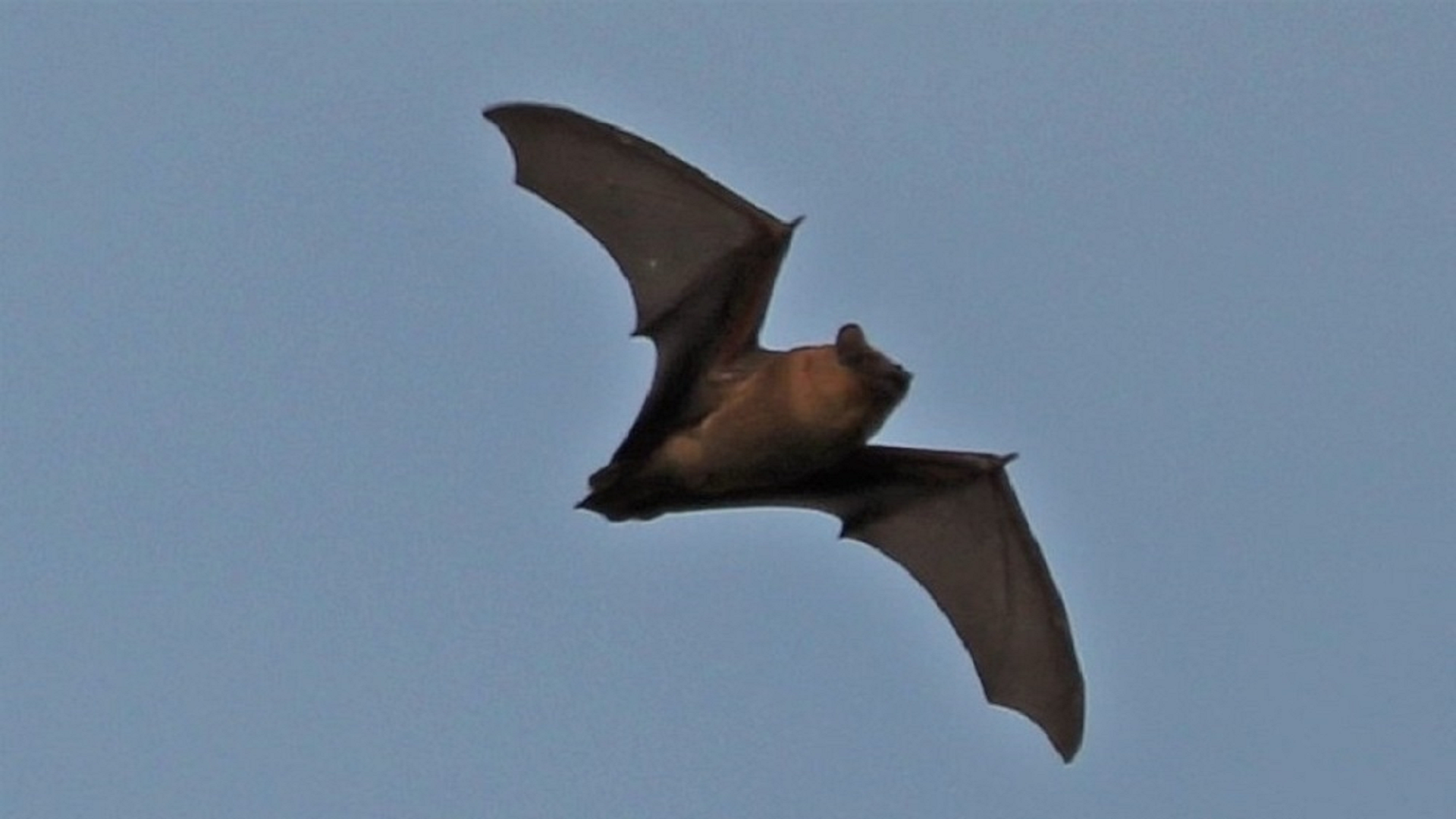 Bat