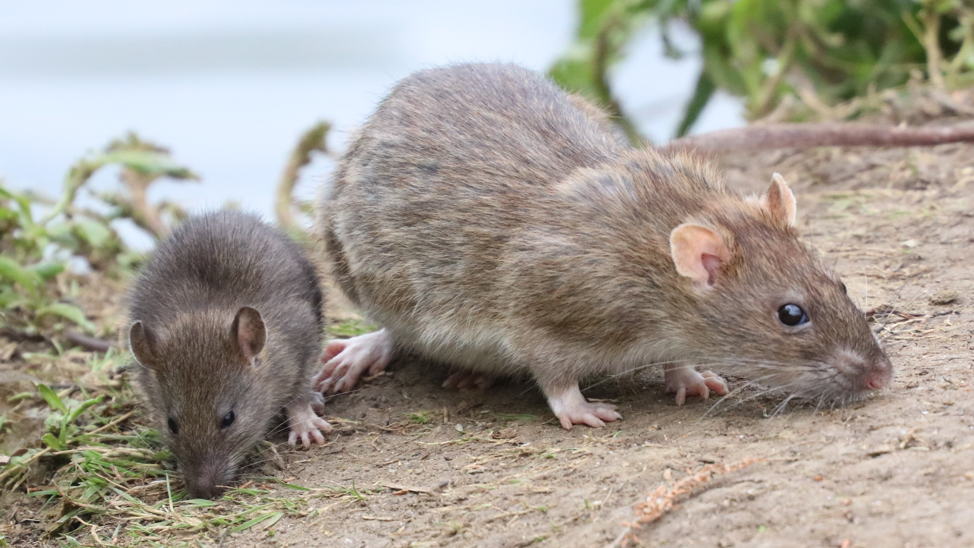 Brown Rat