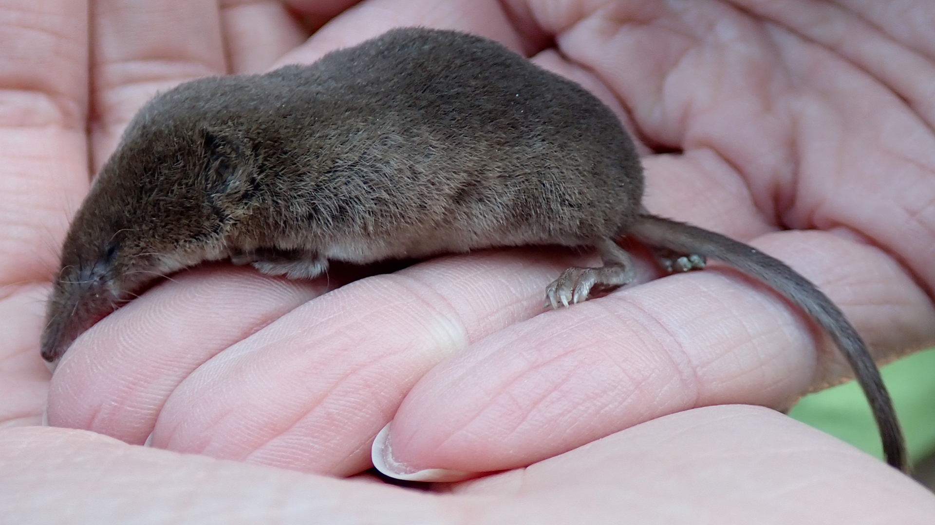 Common Shrew
