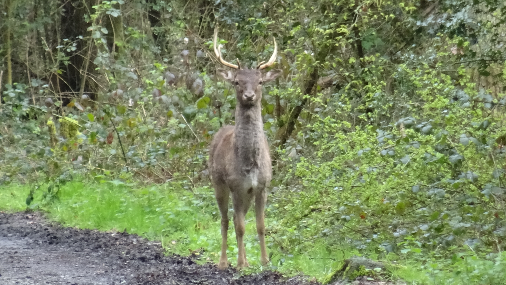 Fallow Deer