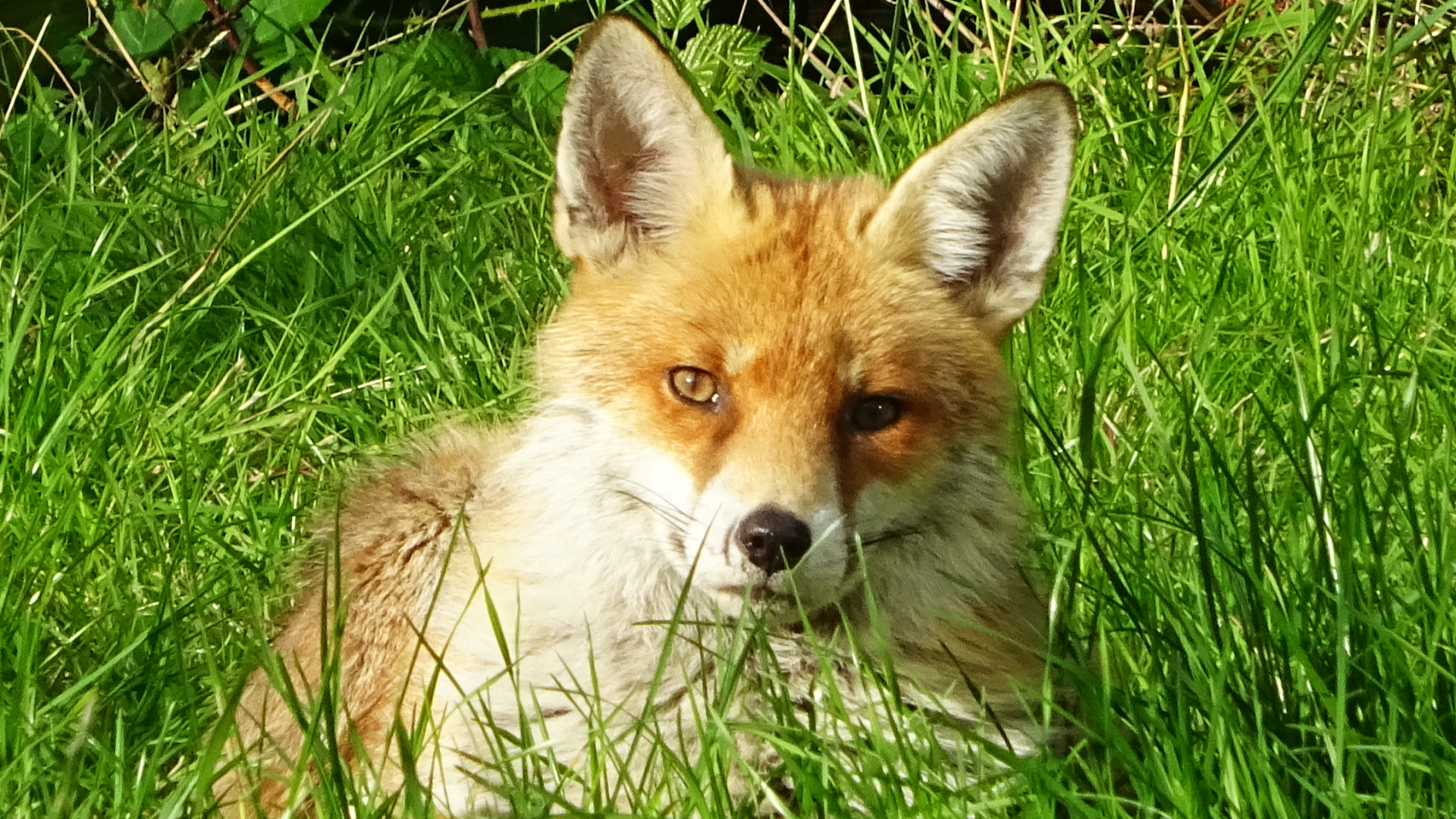 Fox