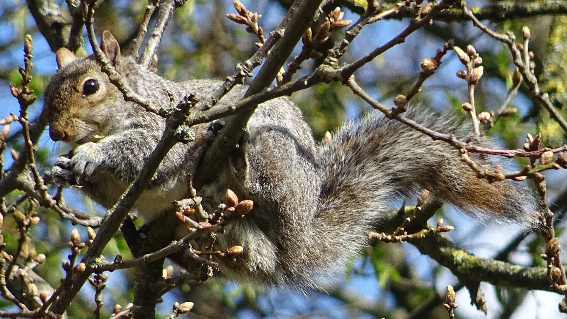 Grey Squirrel