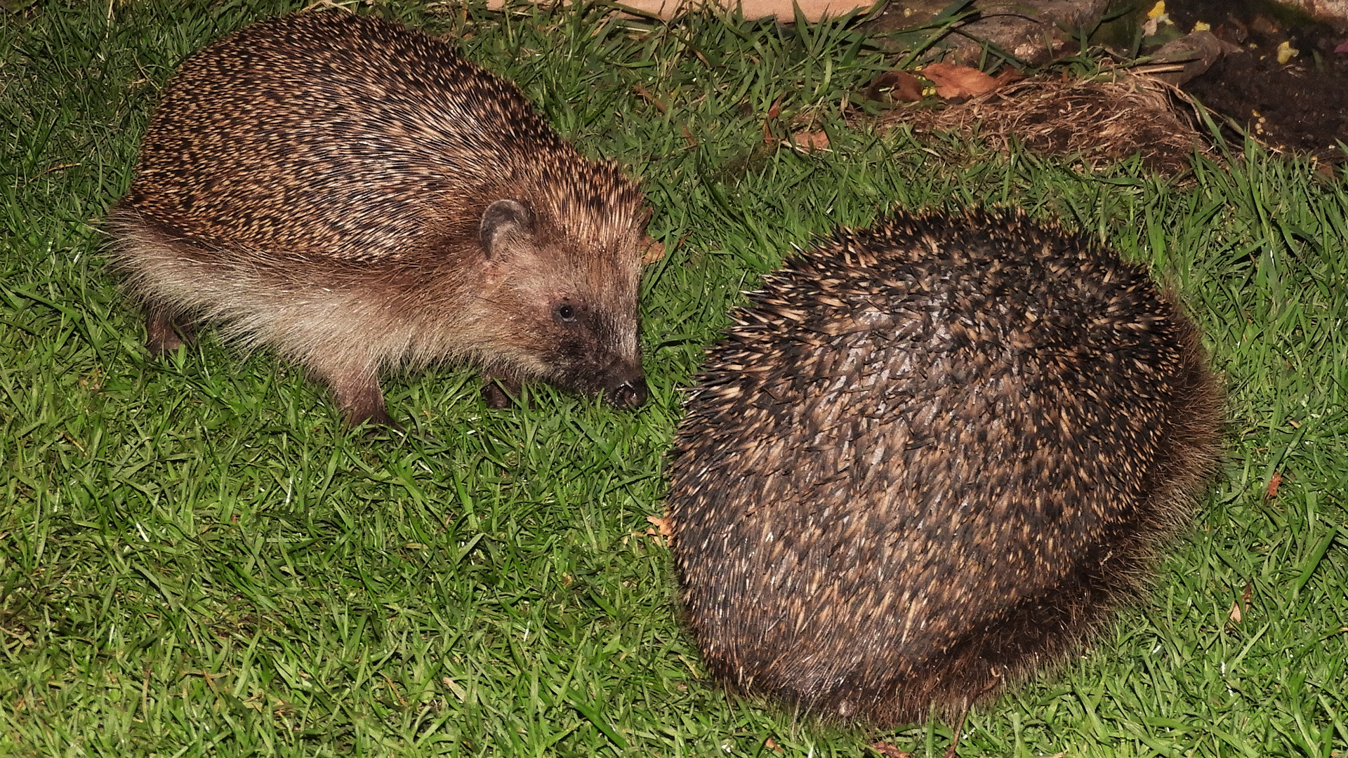 Hedgehog