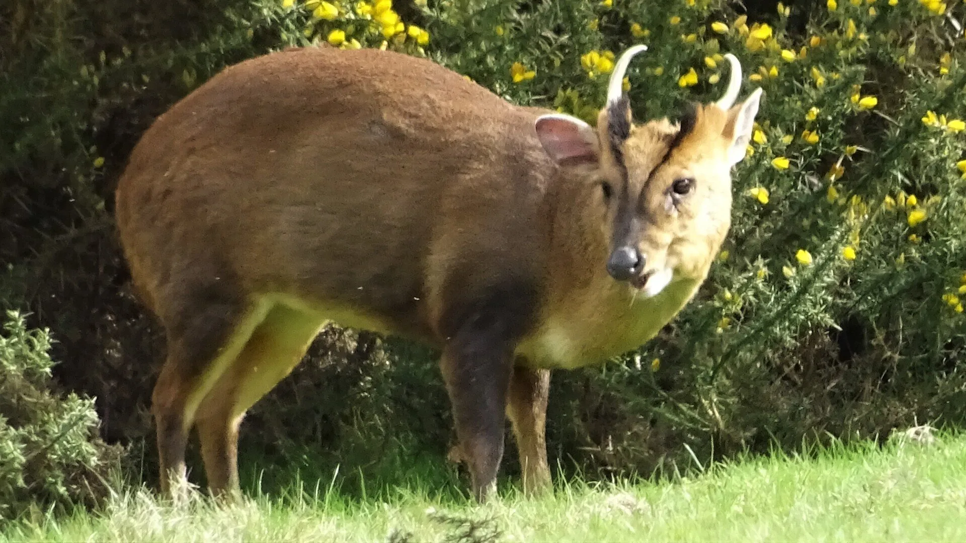 Muntjac Deer