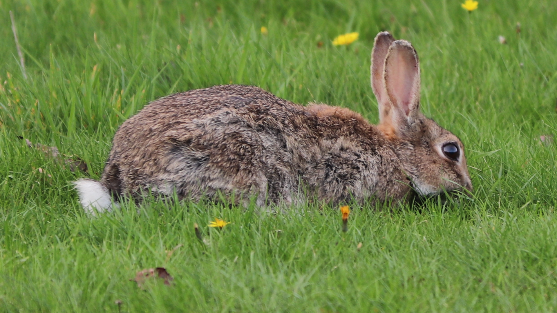 Rabbit