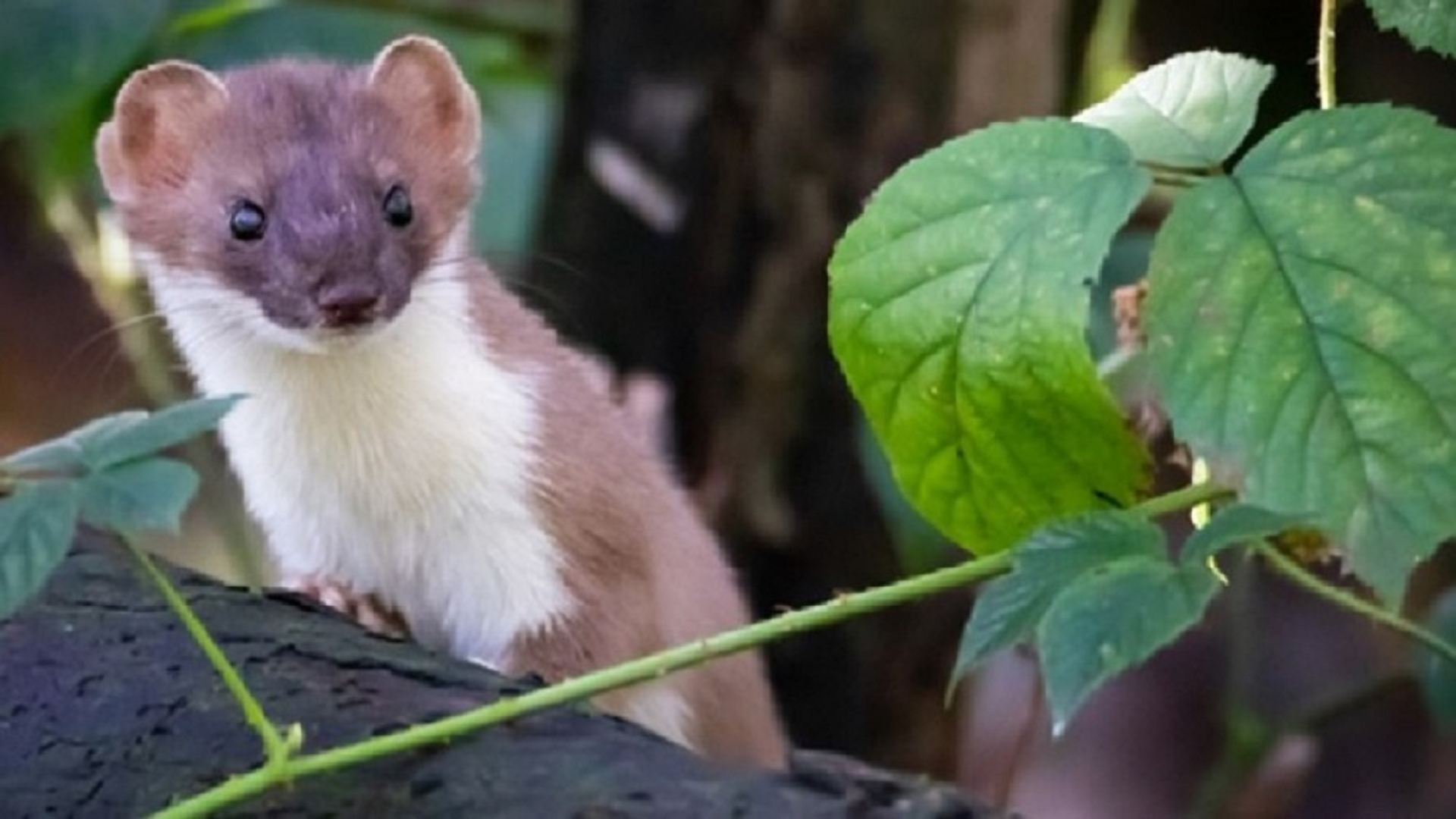Weasel