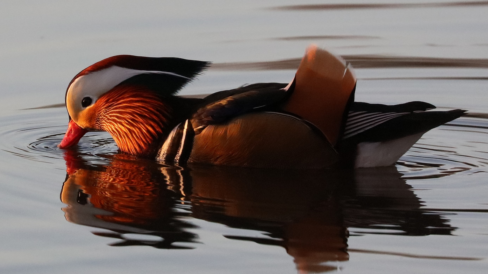 Mandarin Duck
Aix galericulata