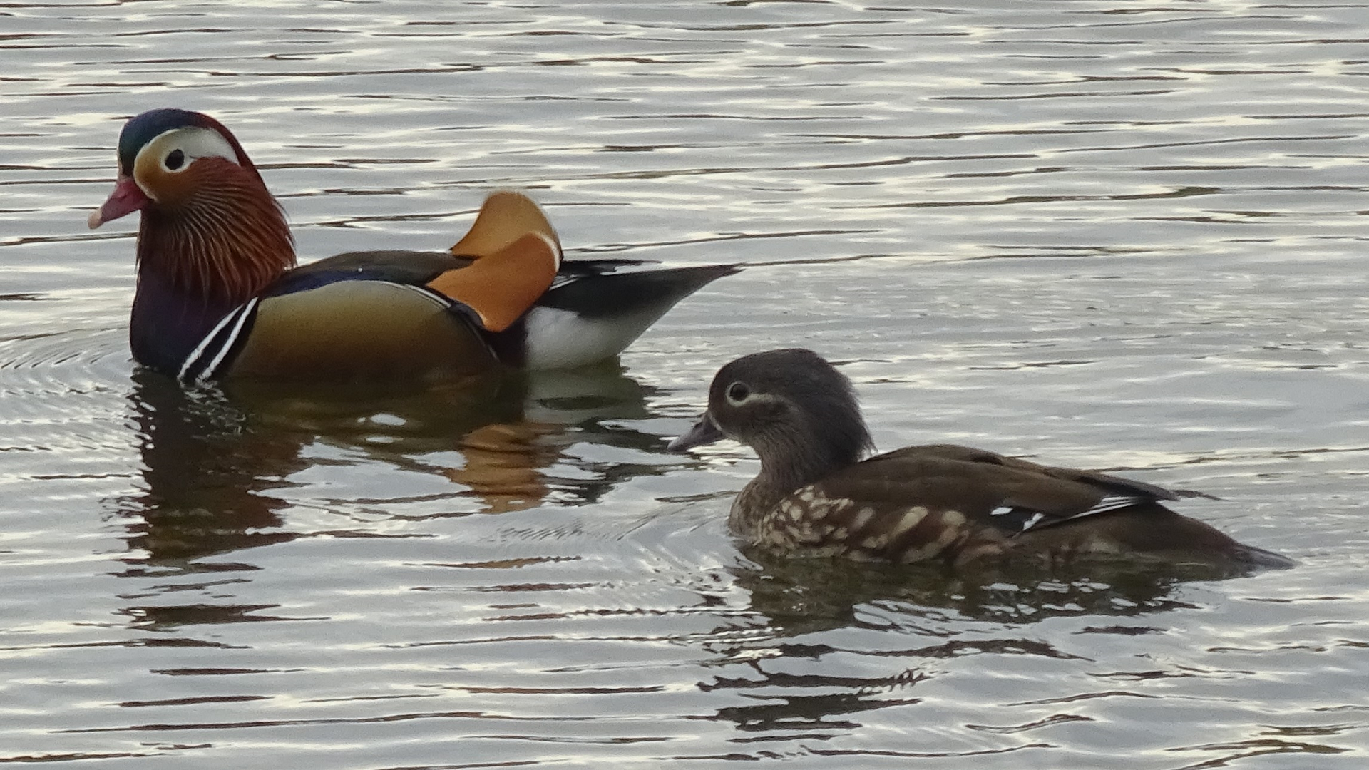 mandarin duck