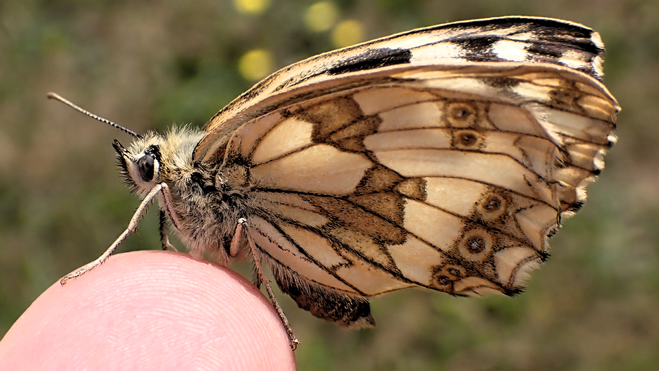 Marbled White
Melanargia galathea