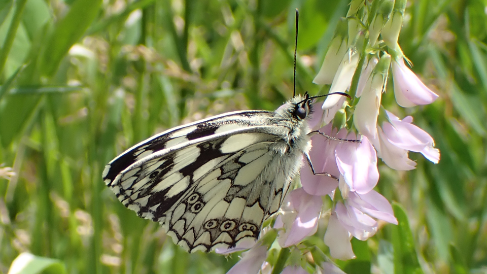 Marbled White
Melanargia galathea