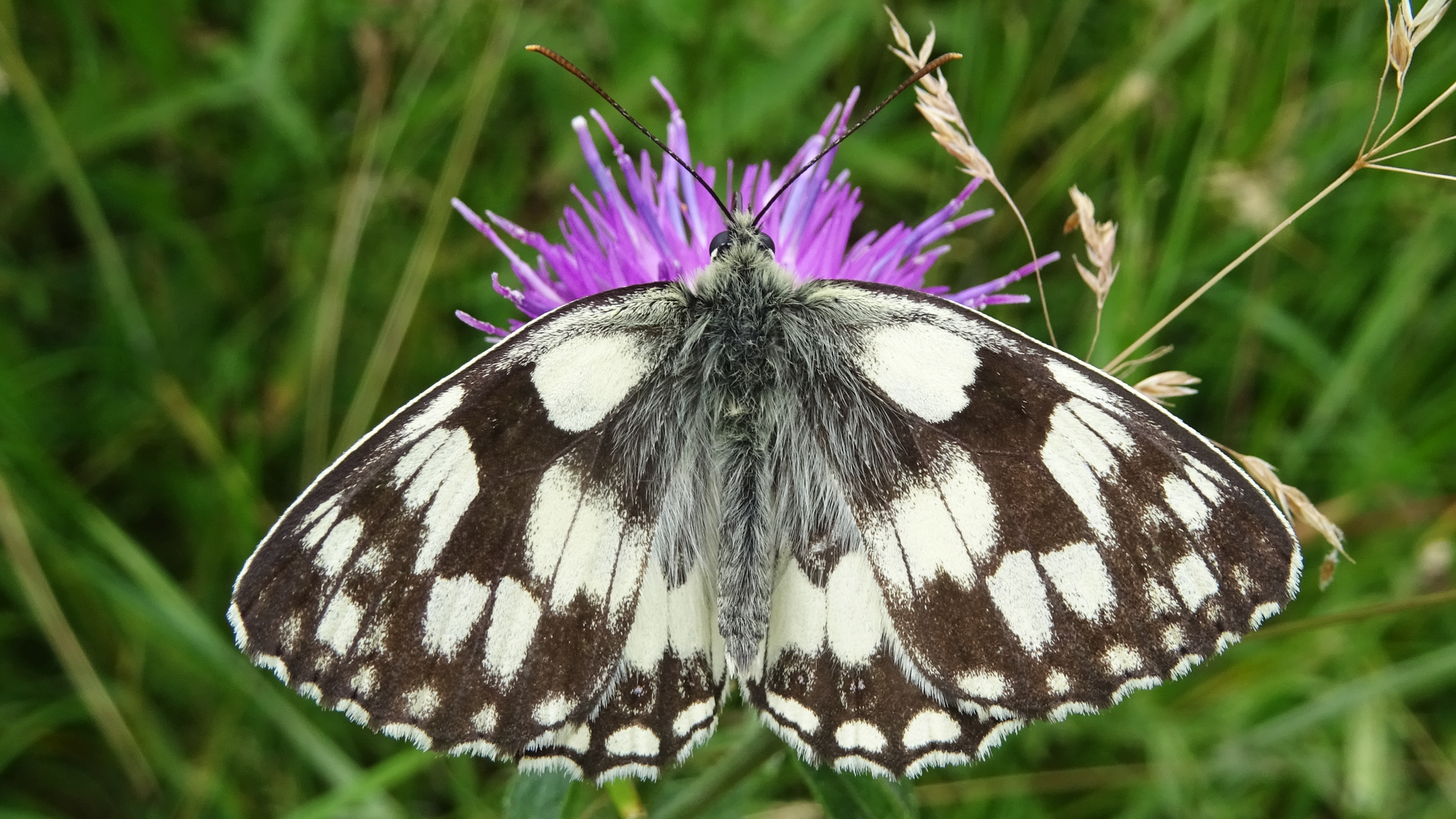 Marbled White