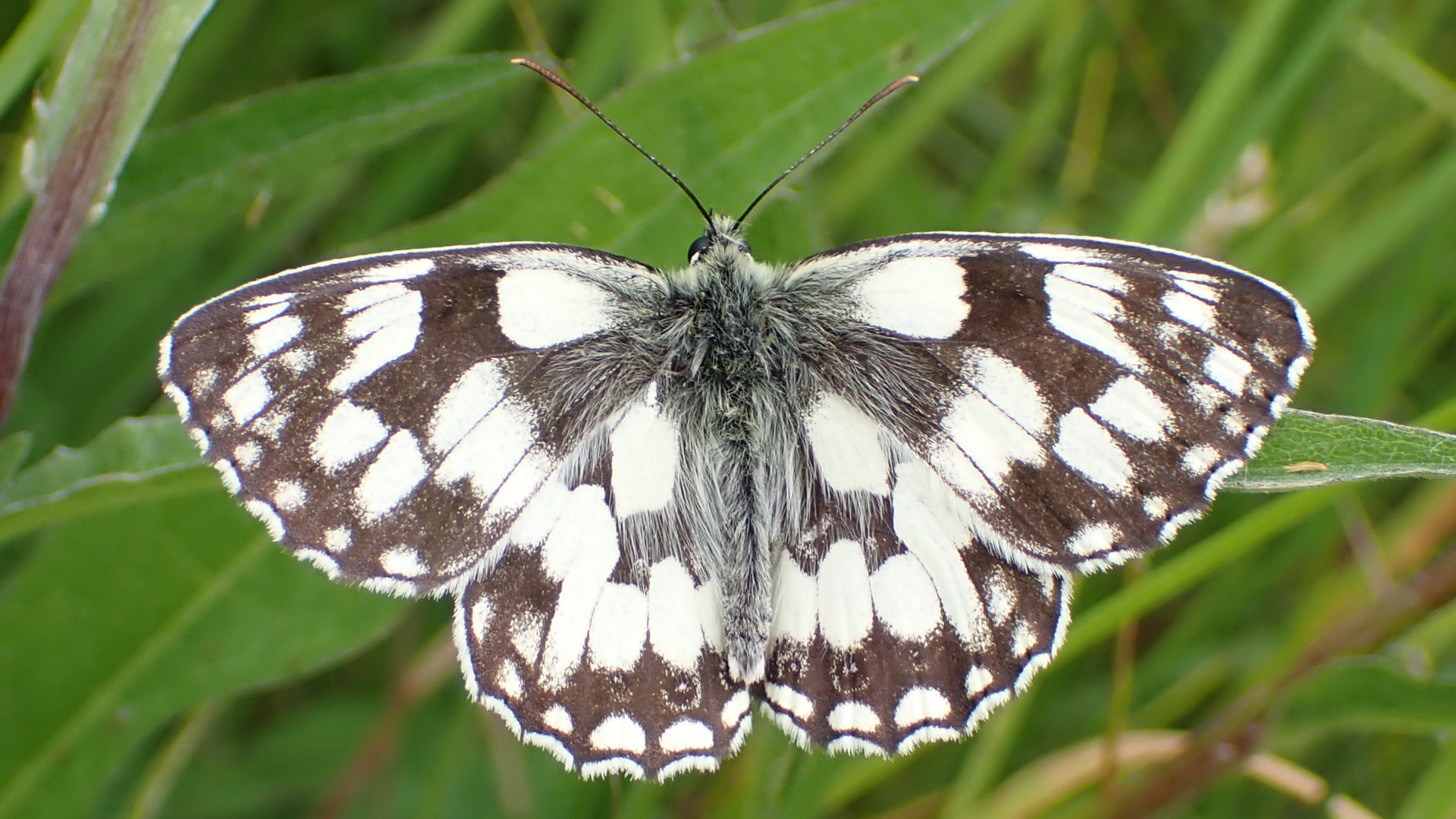 Marbled White