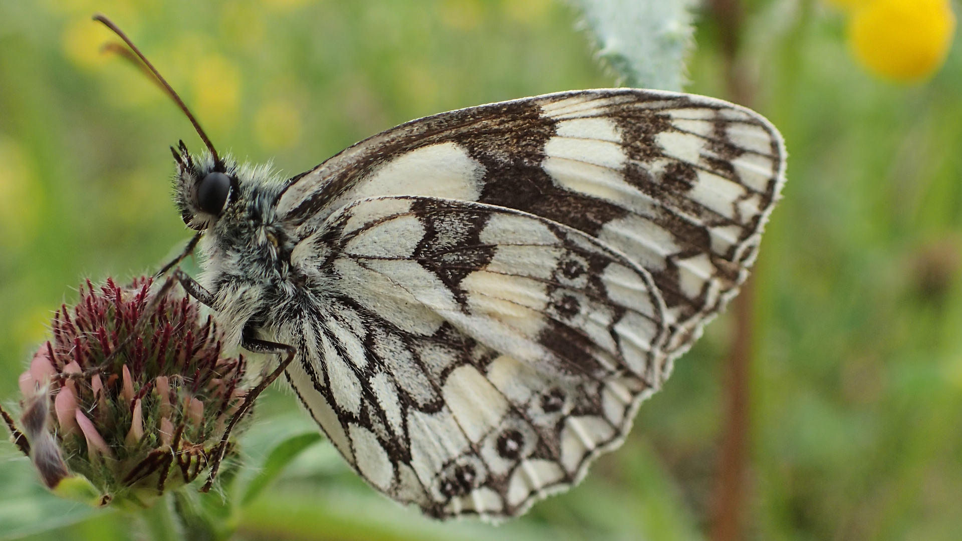 Marbled White