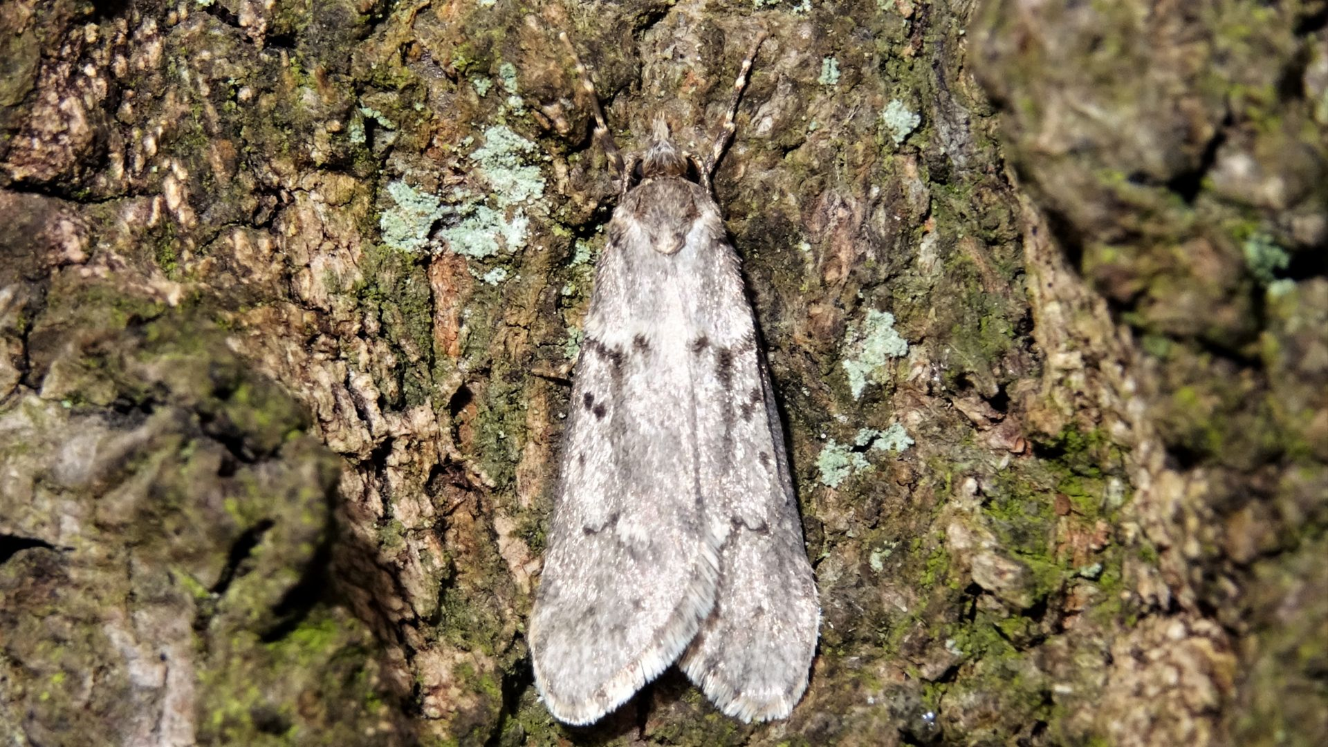 March Tubic
Diurnea fagella