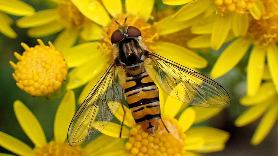 Marmalade Hoverfly