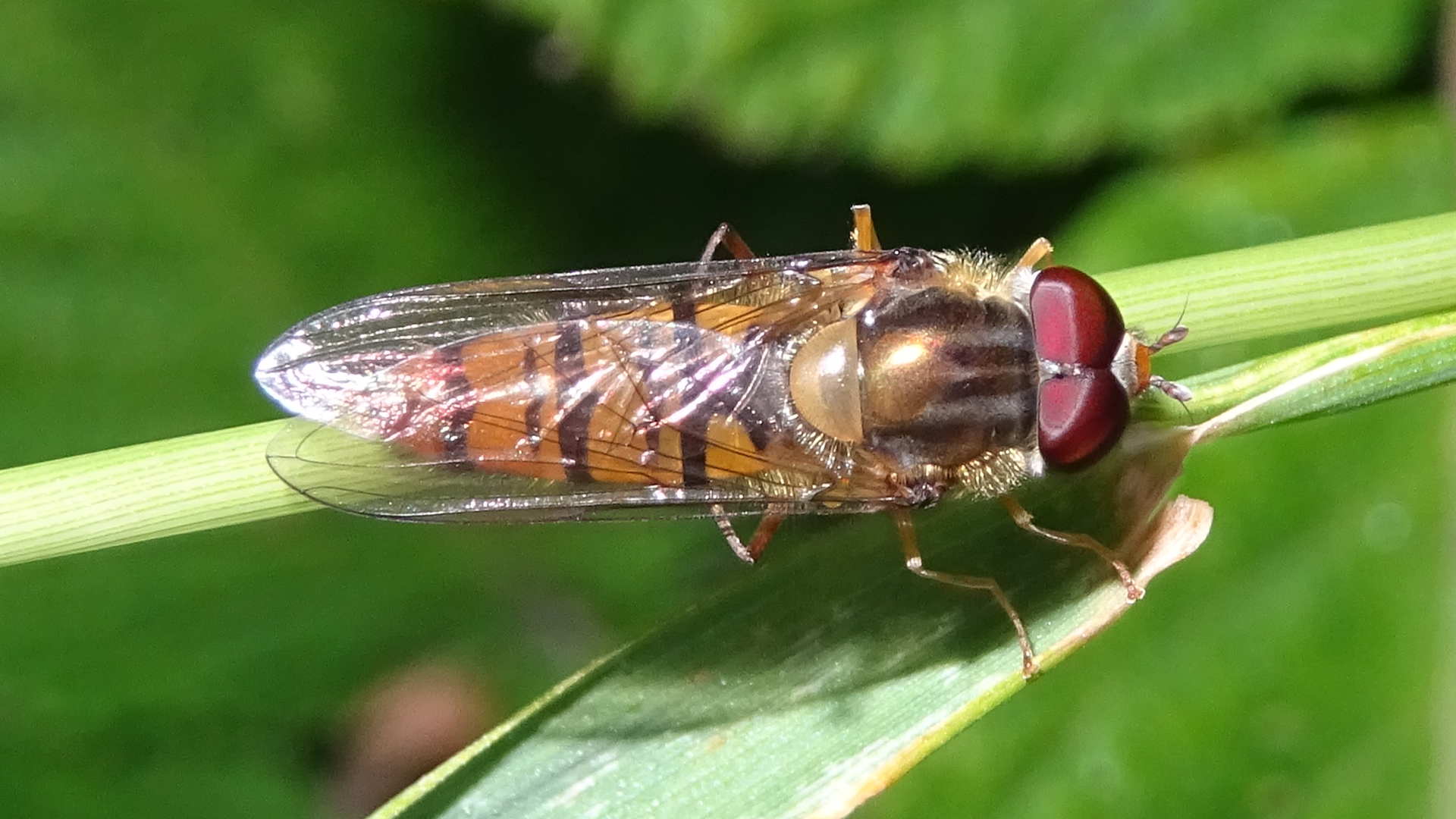 Marmalade hoverfly 
Episyrphus balteatus