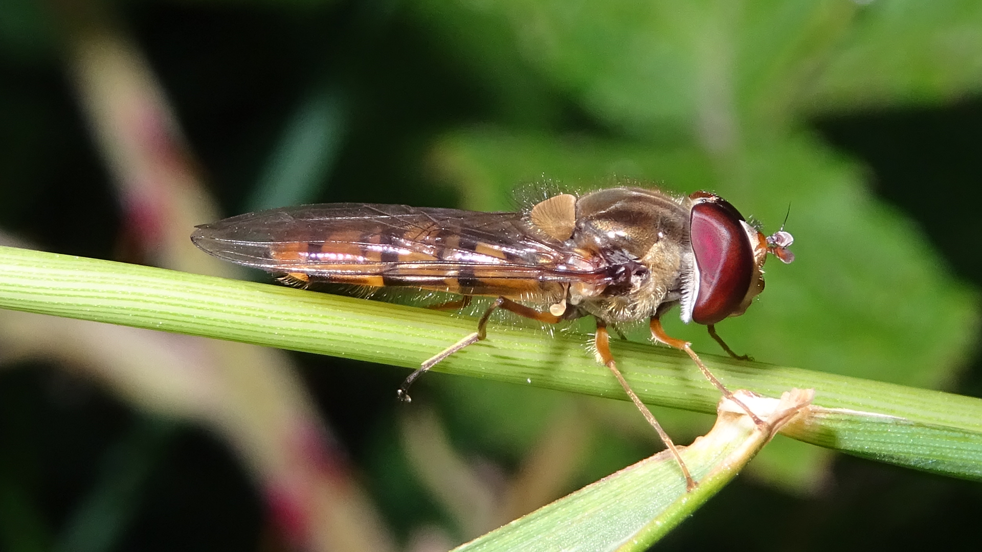 Marmalade hoverfly 
Episyrphus balteatus