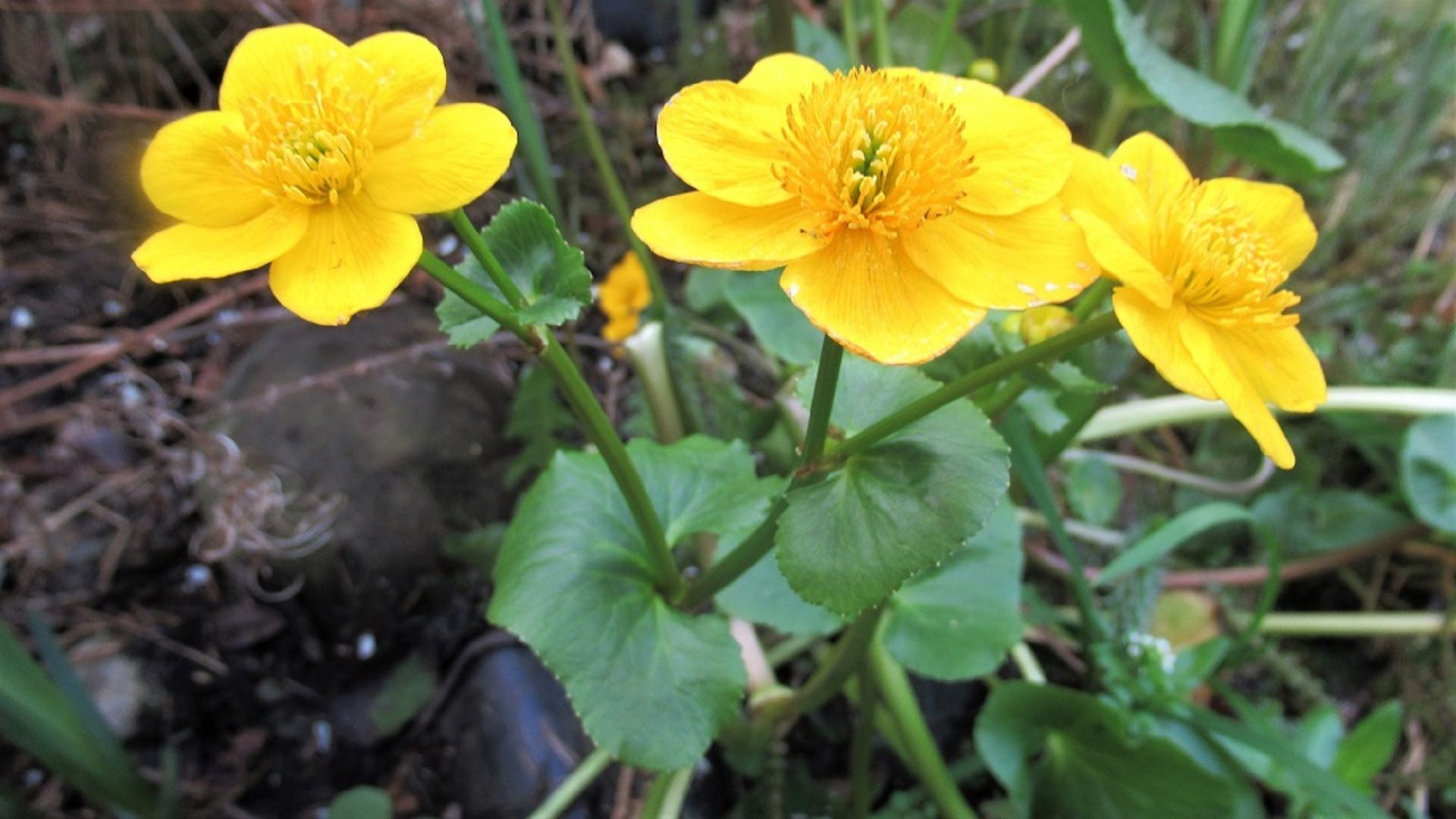 Marsh Marigold