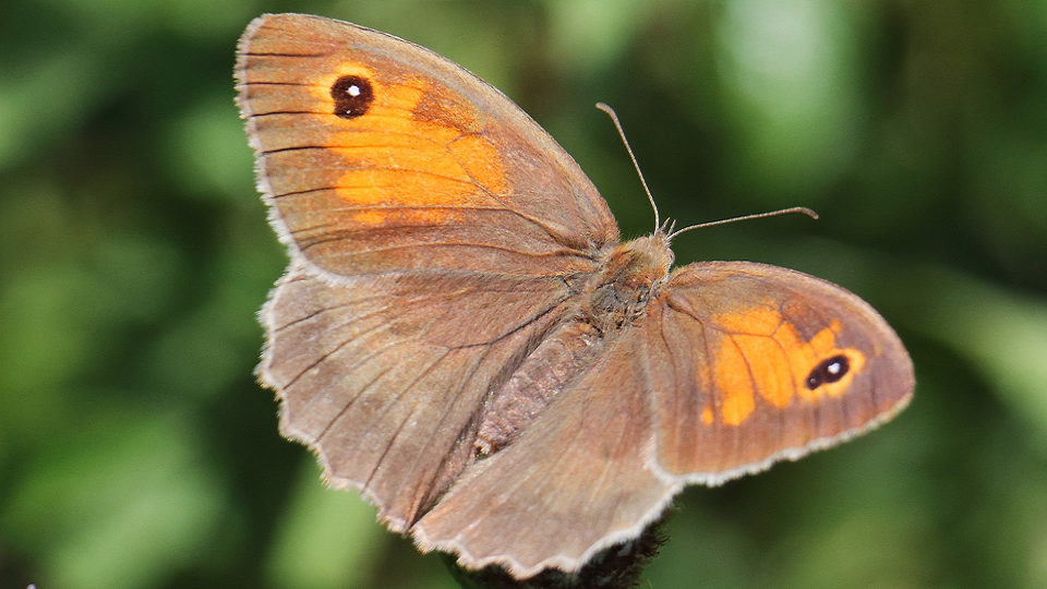 Meadow Brown