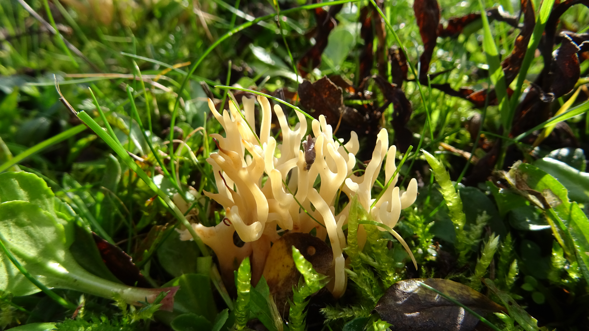 Meadow Coral
Clavulinopsis corniculata