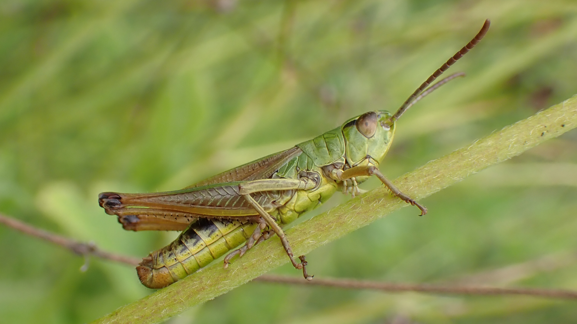 Meadow Grasshopper
Pseudochorthippus parallelus