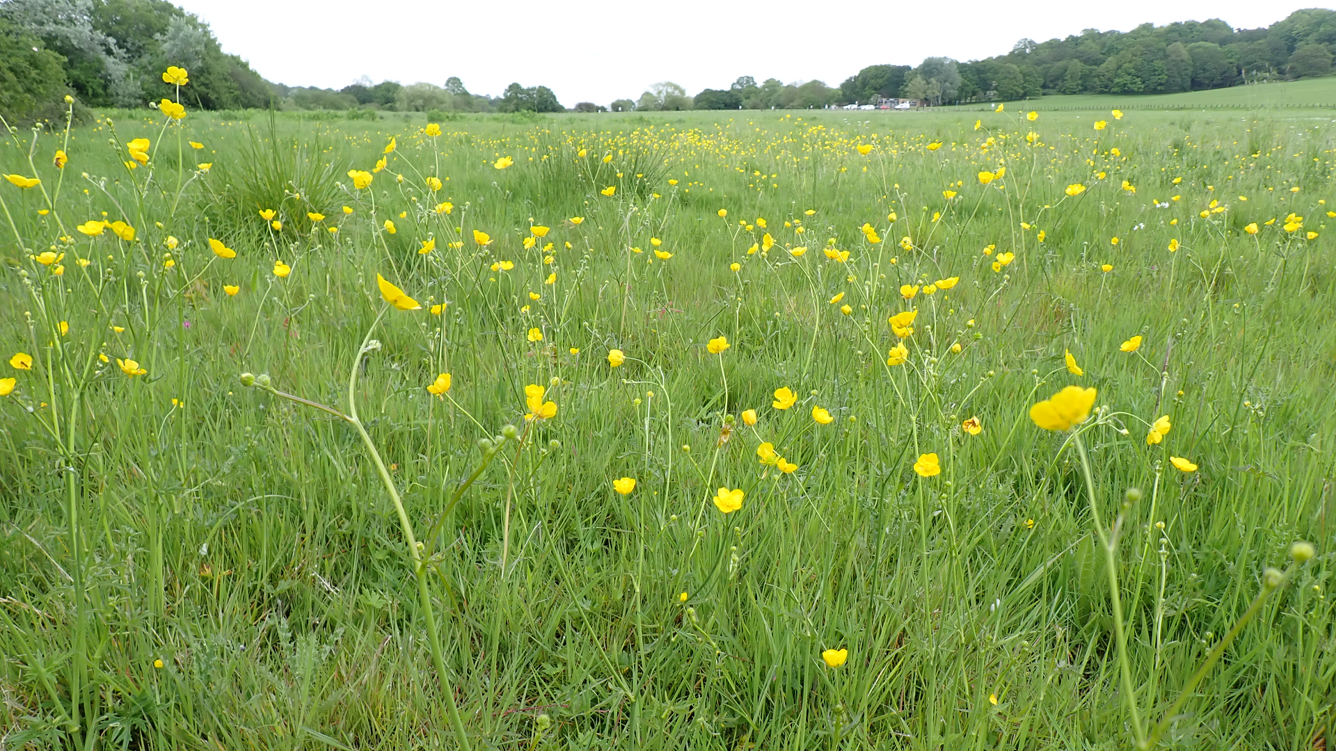 Meadow Buttercup 