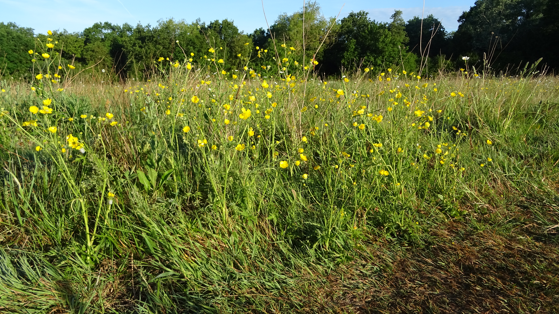 Meadow Buttercup 