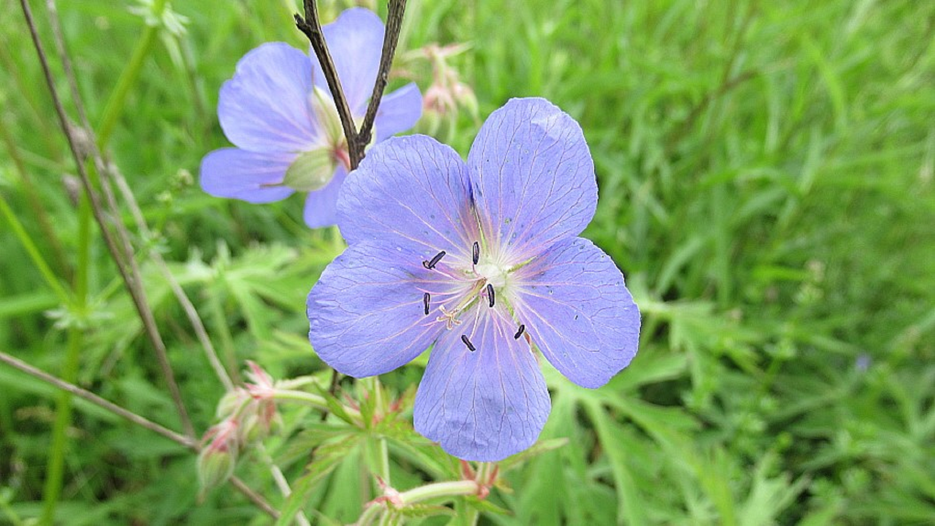 Meadow Cranesbill 