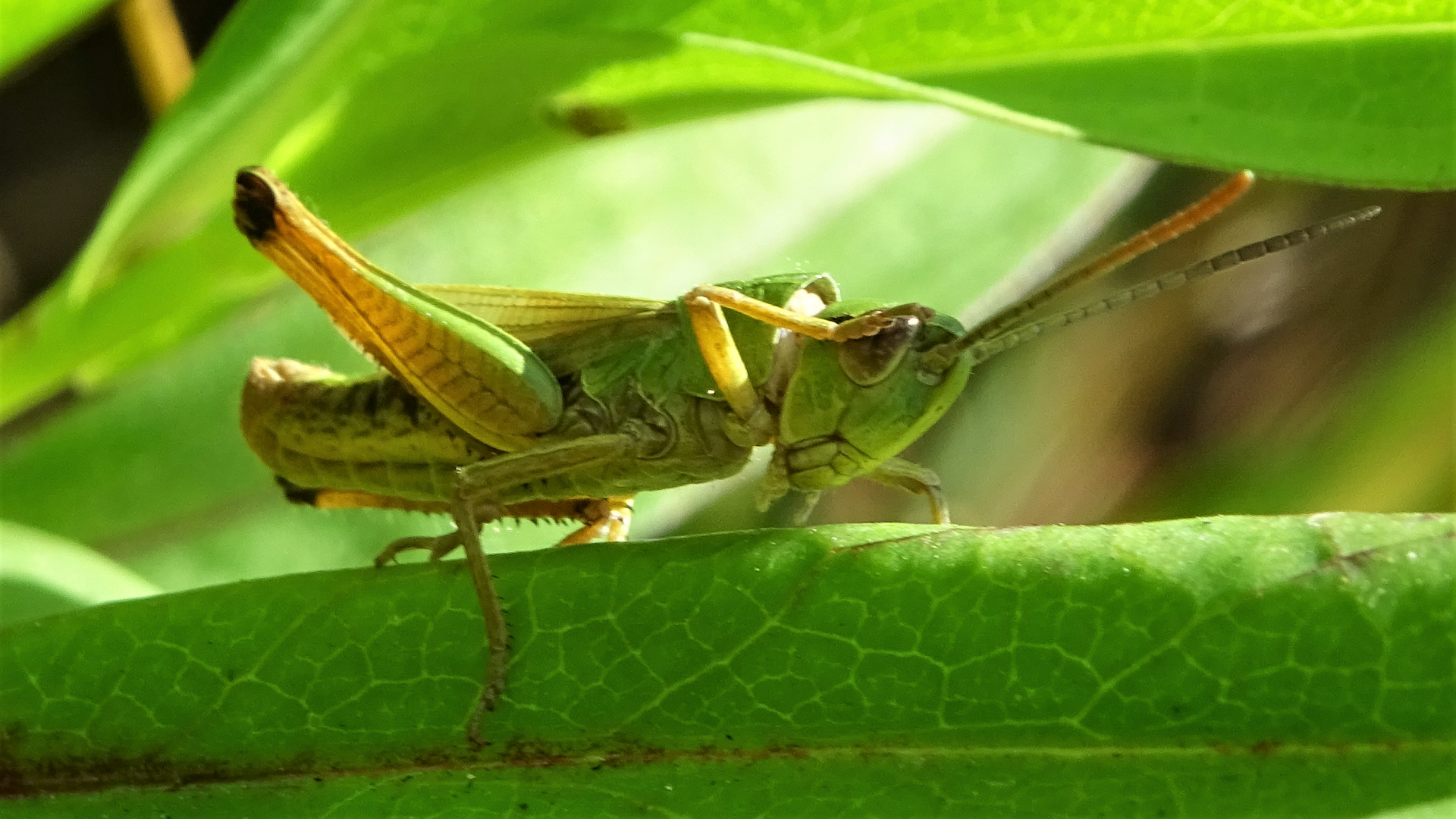 Meadow Grasshopper