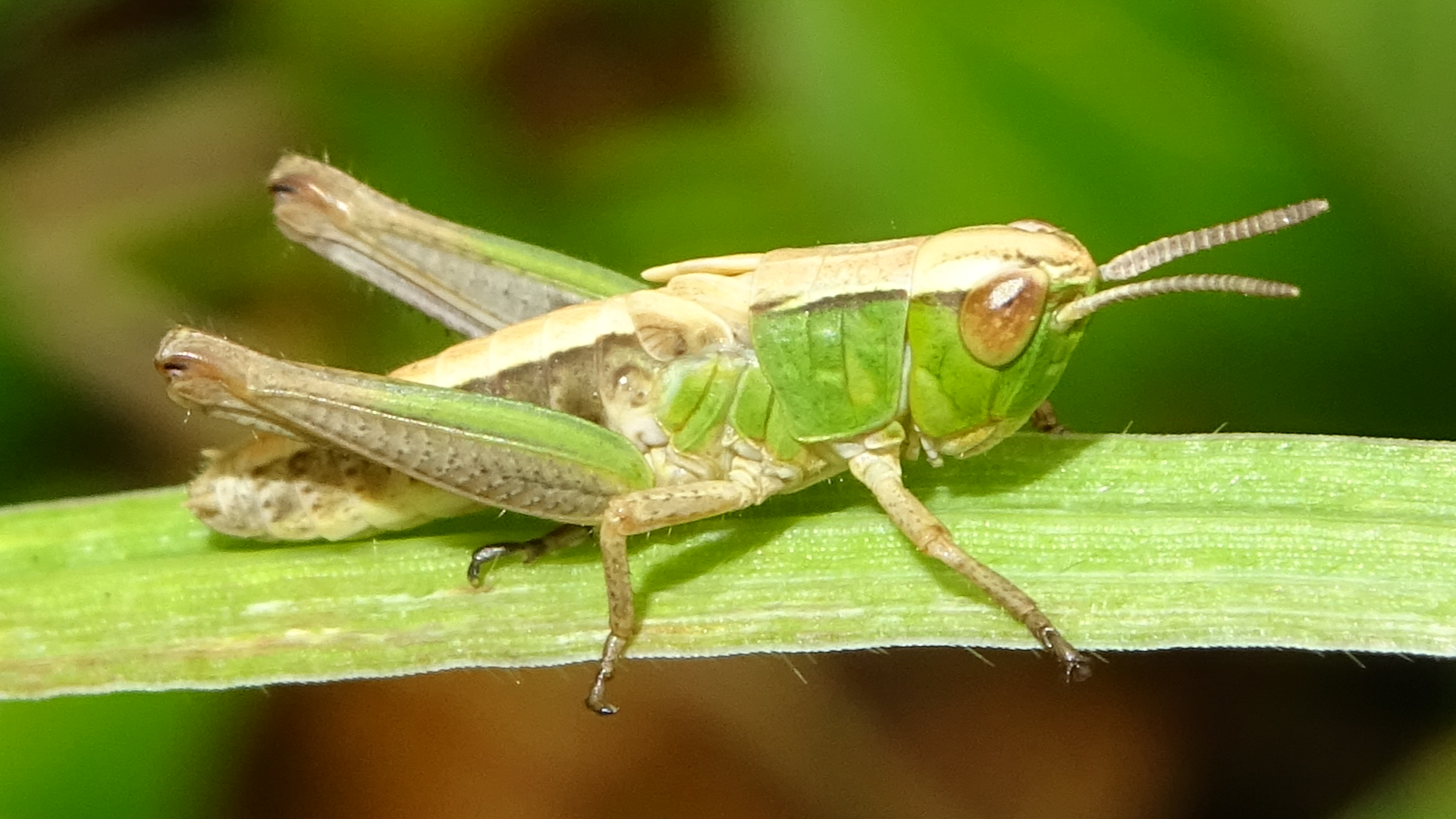 Meadow Grasshopper