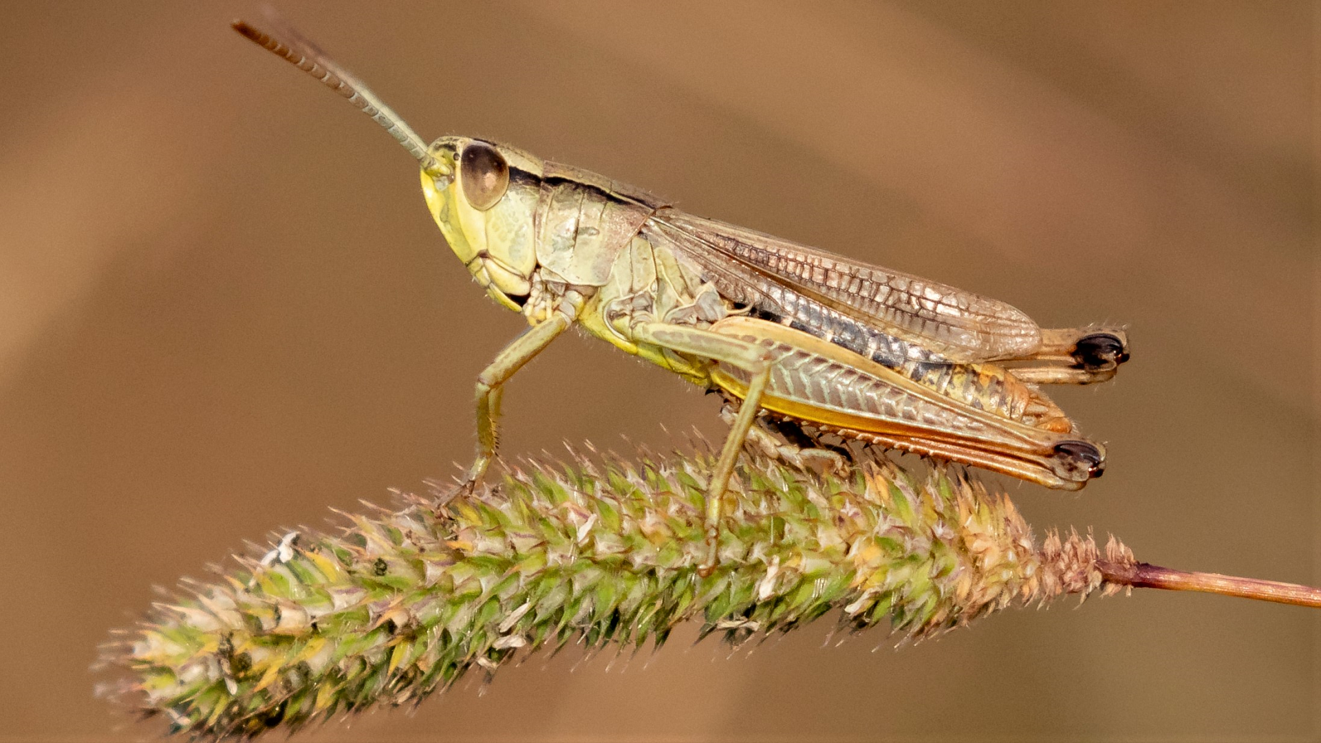 Meadow Grasshopper