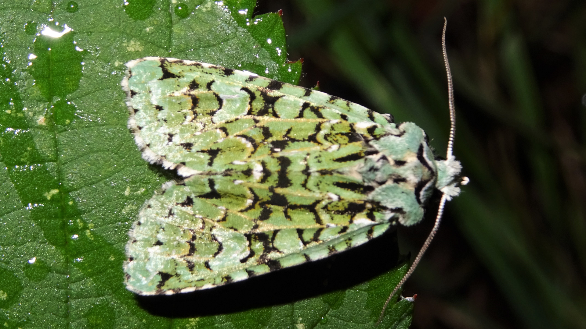 Merveille du Jour
Griposia aprilina 