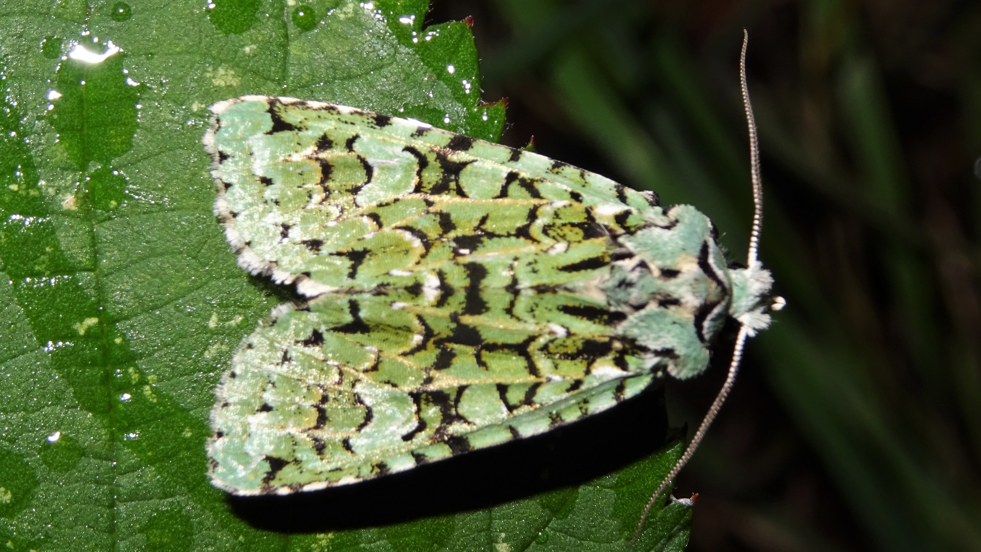 Merveille du Jour