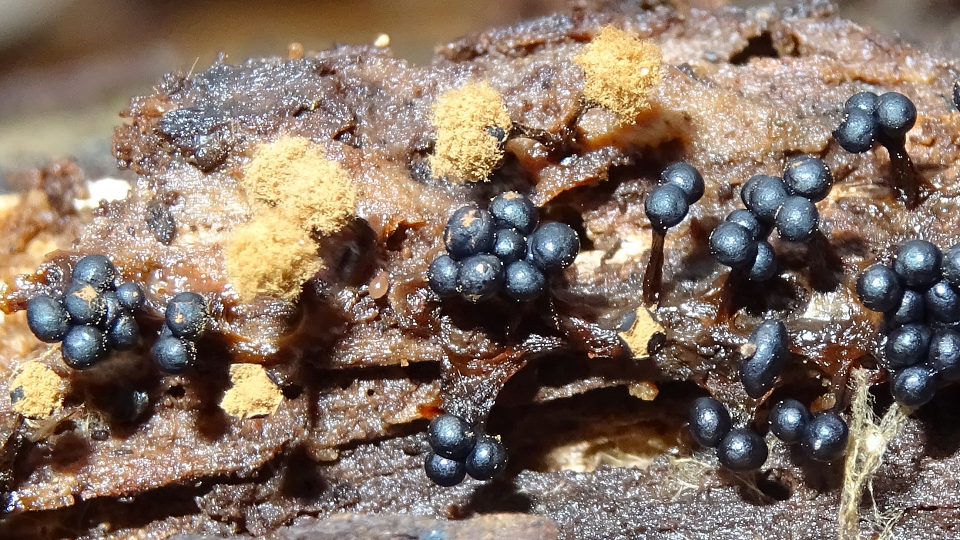 Metatrichia floriformis