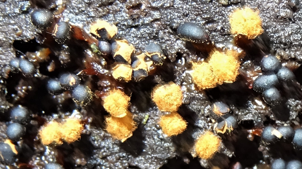 Metatrichia floriformis