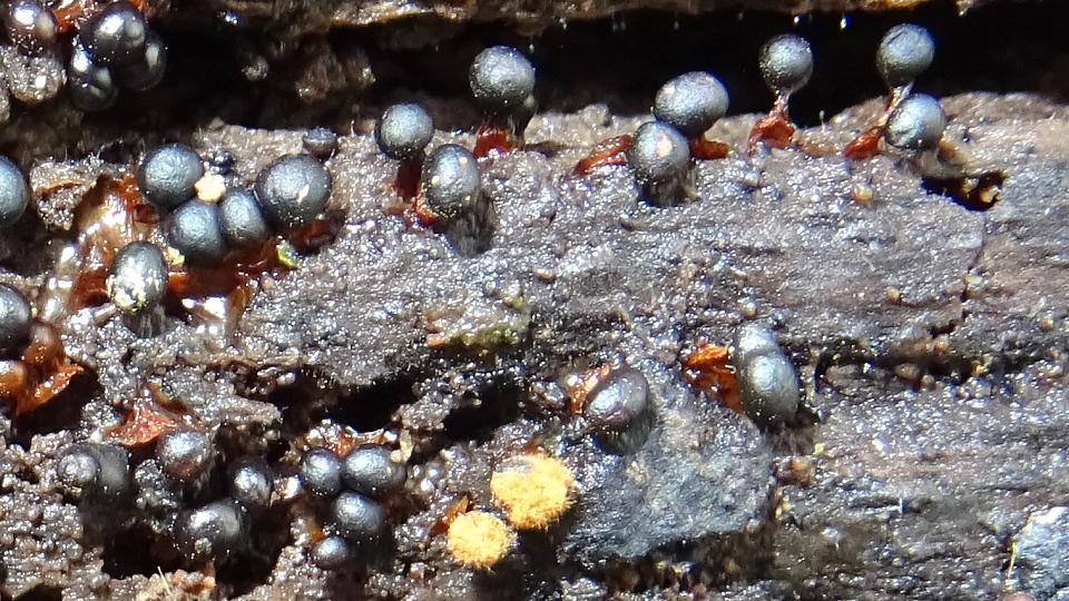 Metatrichia floriformis