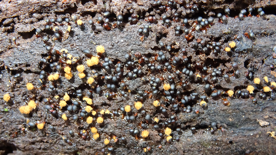 Metatrichia floriformis